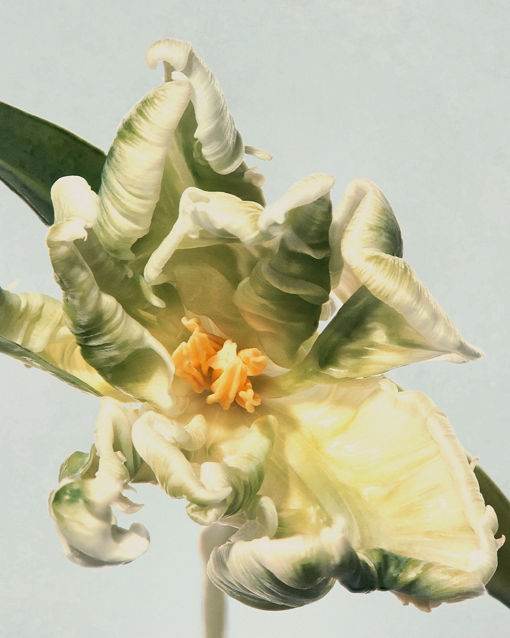 loewe perfumes se inspira en la divina comedia para su campana de san valentin 25gramos 10