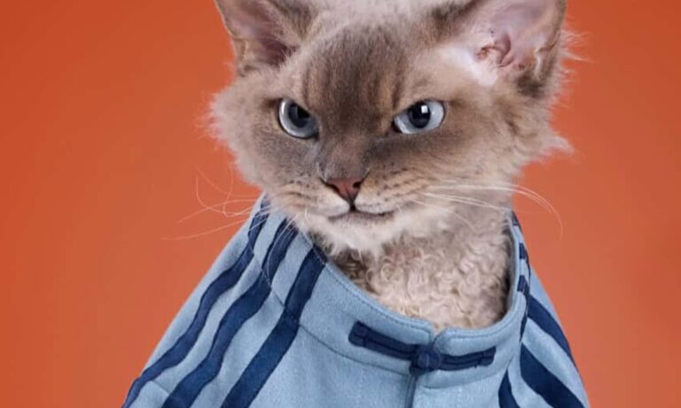 la coleccion mas querida de adidas ahora tambien para mascotas 25gramos 5 1