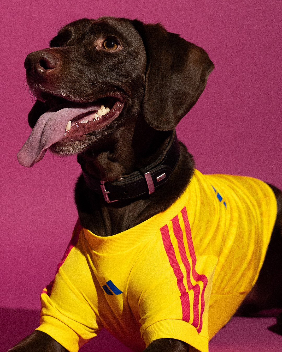 tus mascotas tambien pueden prepararse para el mundial gracias a adidas 25gramos 1