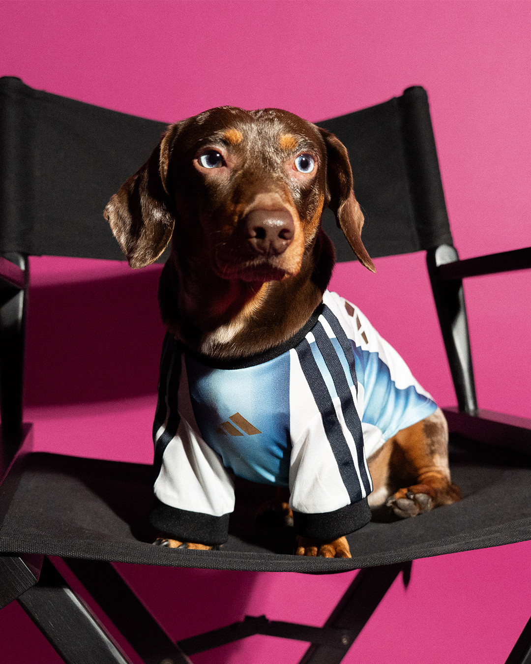 tus mascotas tambien pueden prepararse para el mundial gracias a adidas 25gramos 2