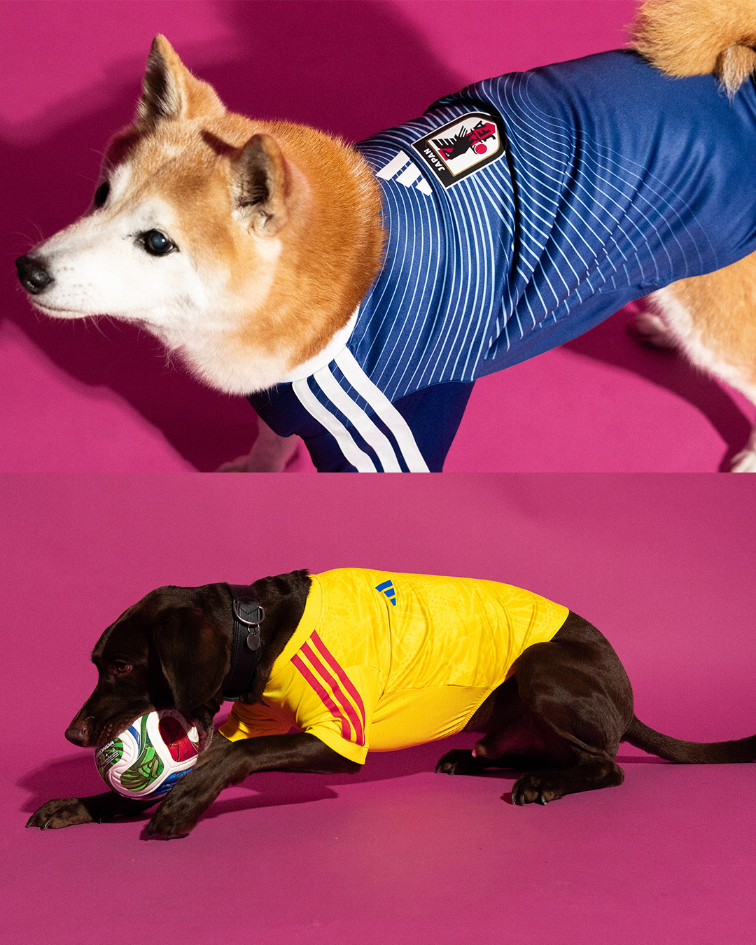tus mascotas tambien pueden prepararse para el mundial gracias a adidas 25gramos 3