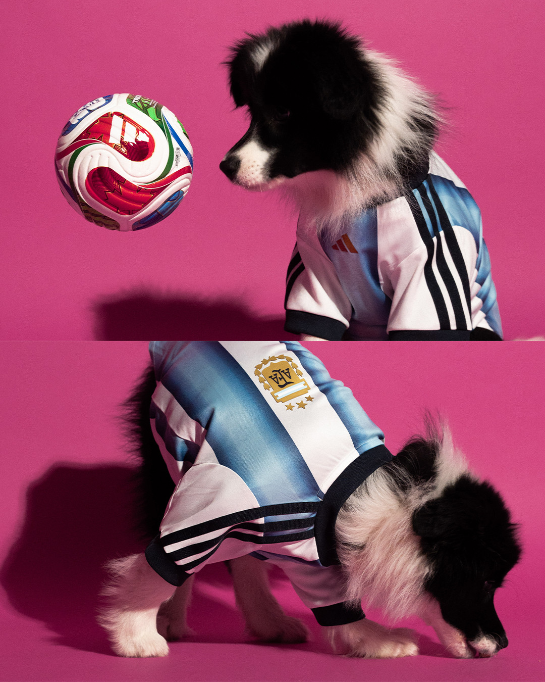 tus mascotas tambien pueden prepararse para el mundial gracias a adidas 25gramos 4