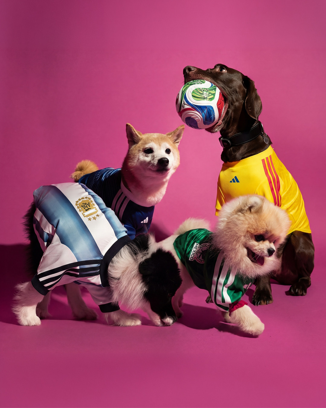 tus mascotas tambien pueden prepararse para el mundial gracias a adidas 25gramos 5