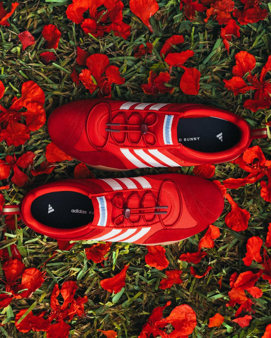 las bailarinas de adidas y bad bunny se tinen de rojo 25gramos 1 1